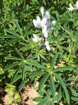 Слика од Lupinus albus L.