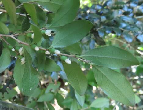 Image of Diospyros natalensis (Harv.) Brenan