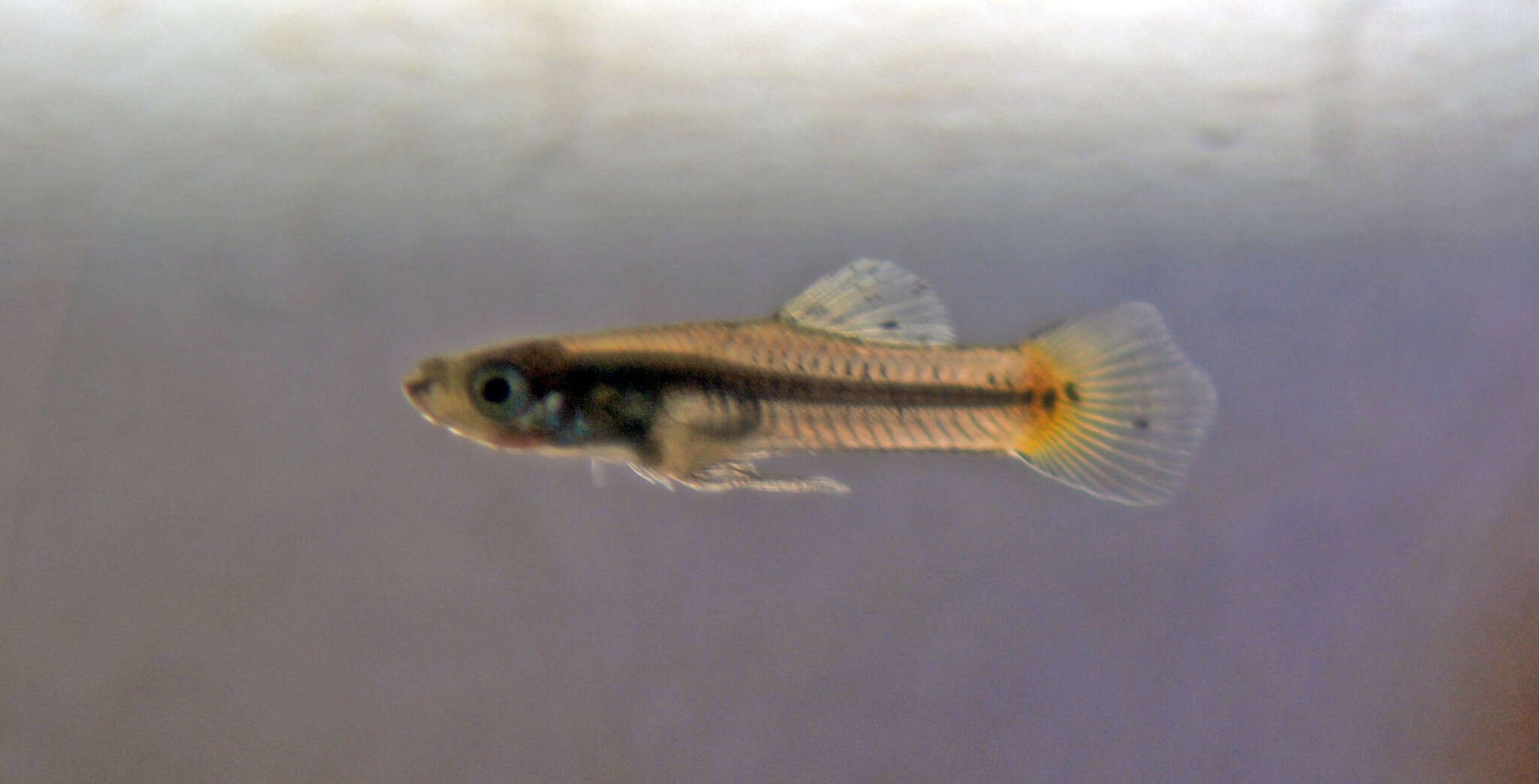 Image of Largespring gambusia