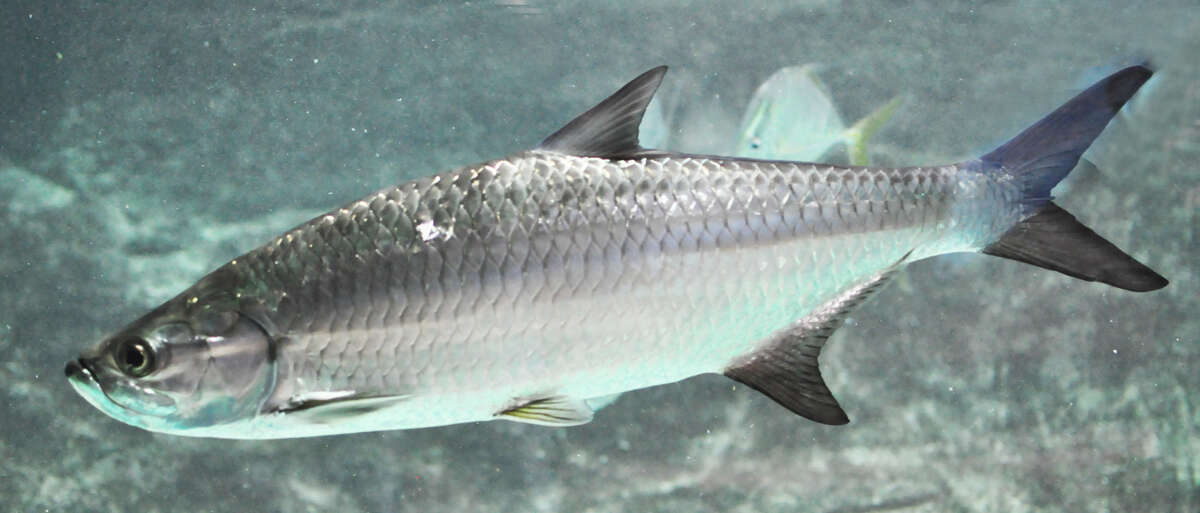 Слика од Megalopidae