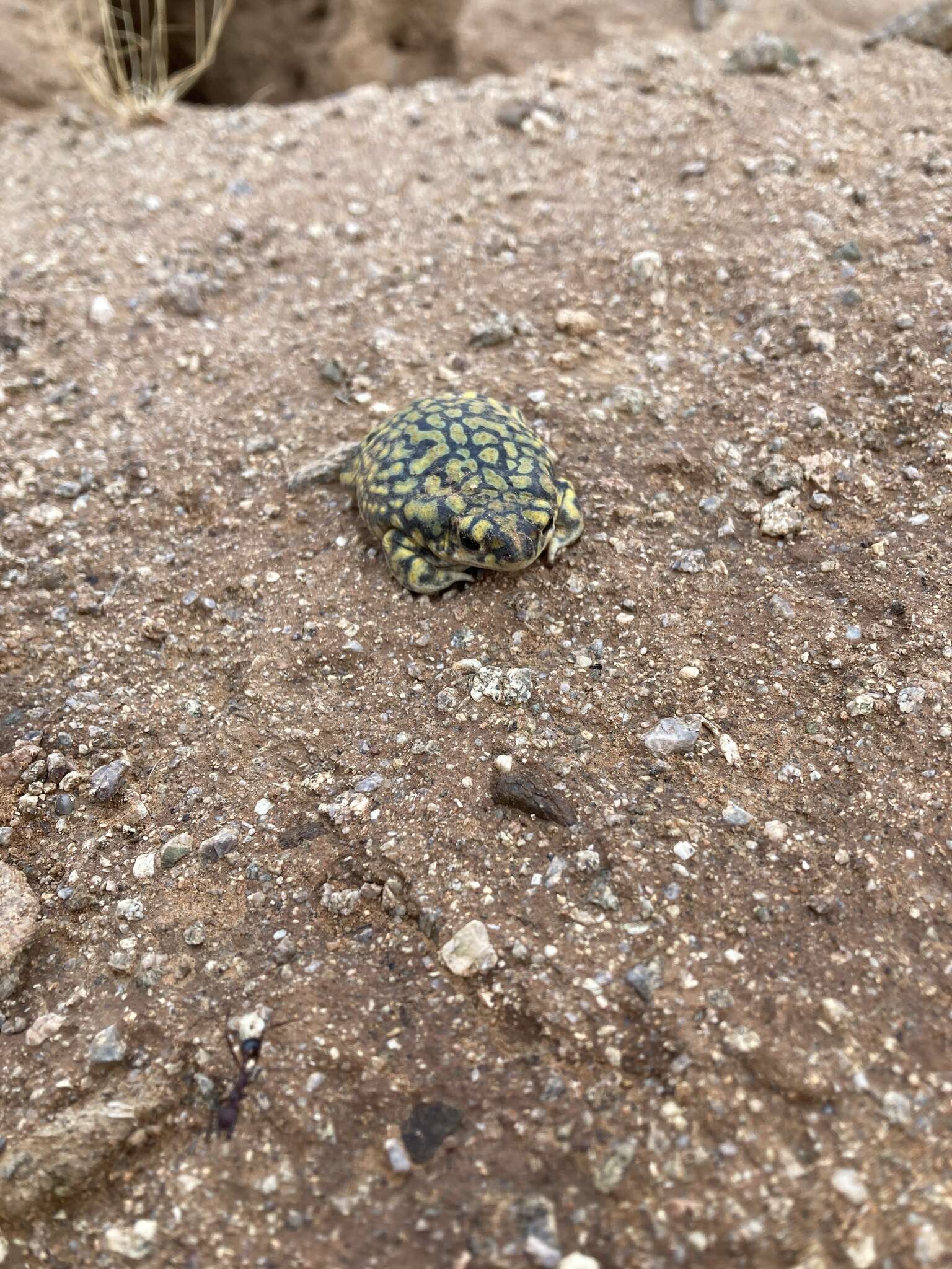 Image of Sonoran Green Toad