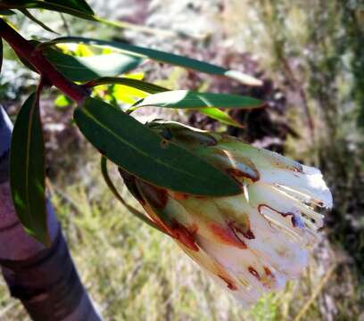 Image of Protea mundii Klotzsch