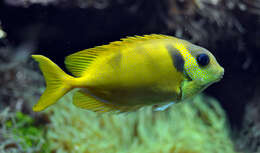 Image of Coral rabbitfish