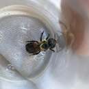 Osmia bucephala Cresson 1864的圖片