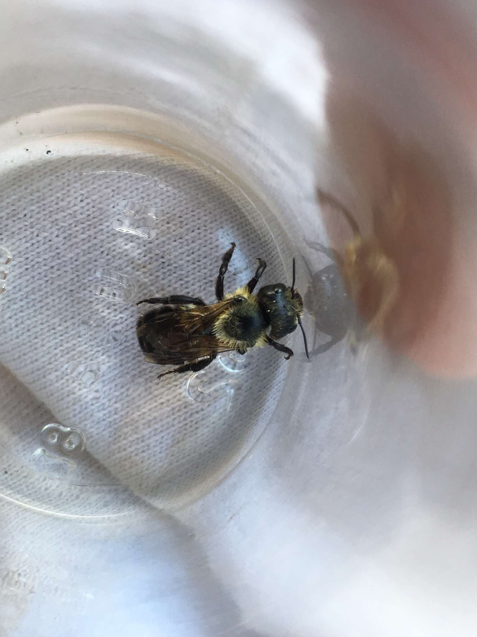 Imagem de Osmia bucephala Cresson 1864