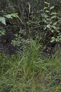 Image of purple small-reed