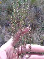 Image of Small-Head Marsh-Elder