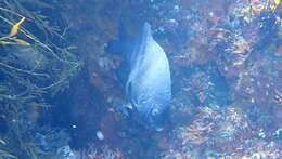 Image of New Zealand black angelfish