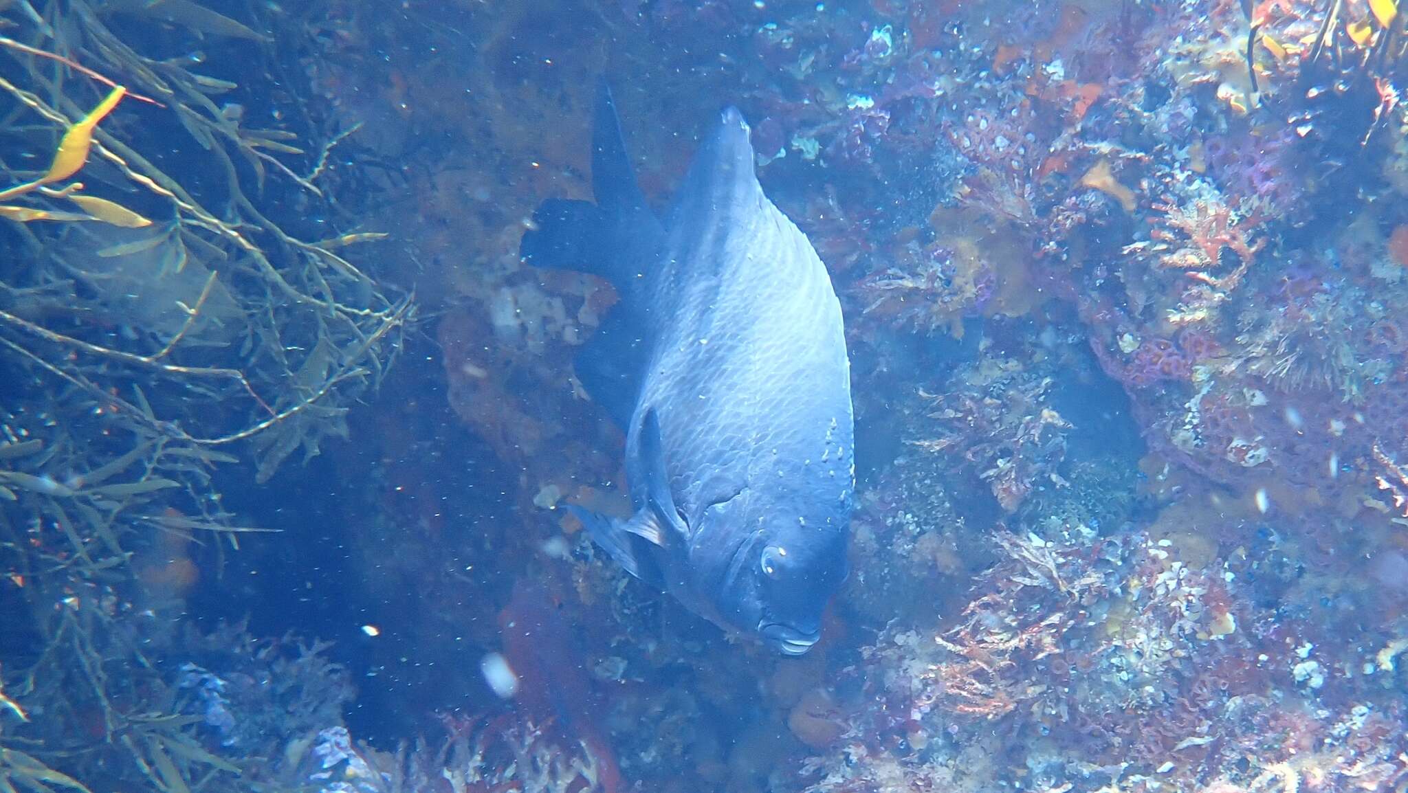 Image of New Zealand black angelfish