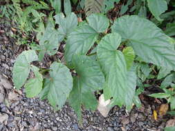 Image of Begonia longifolia Blume