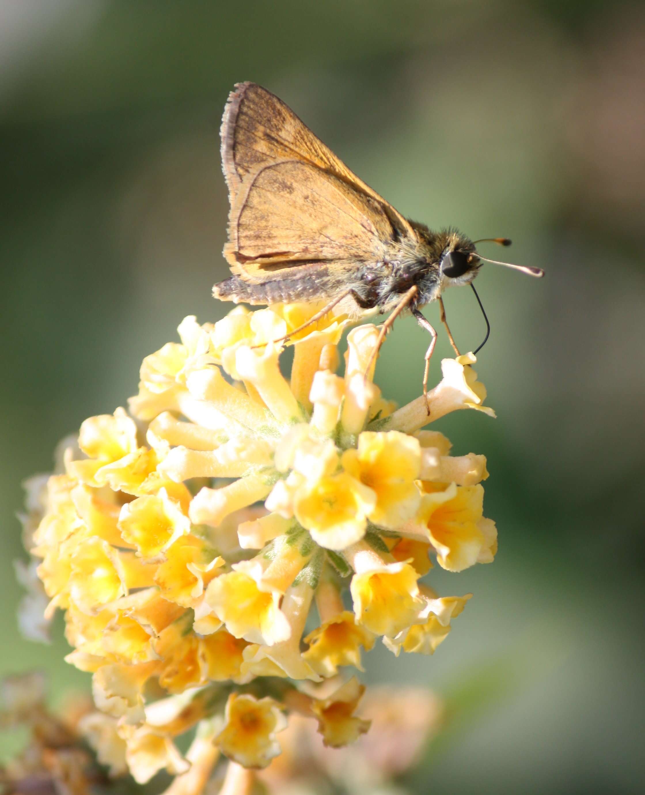 Atalopedes campestris Boisduval 1852 resmi