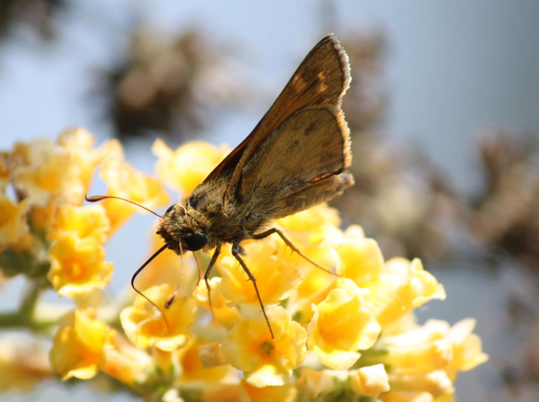 Atalopedes campestris Boisduval 1852 resmi