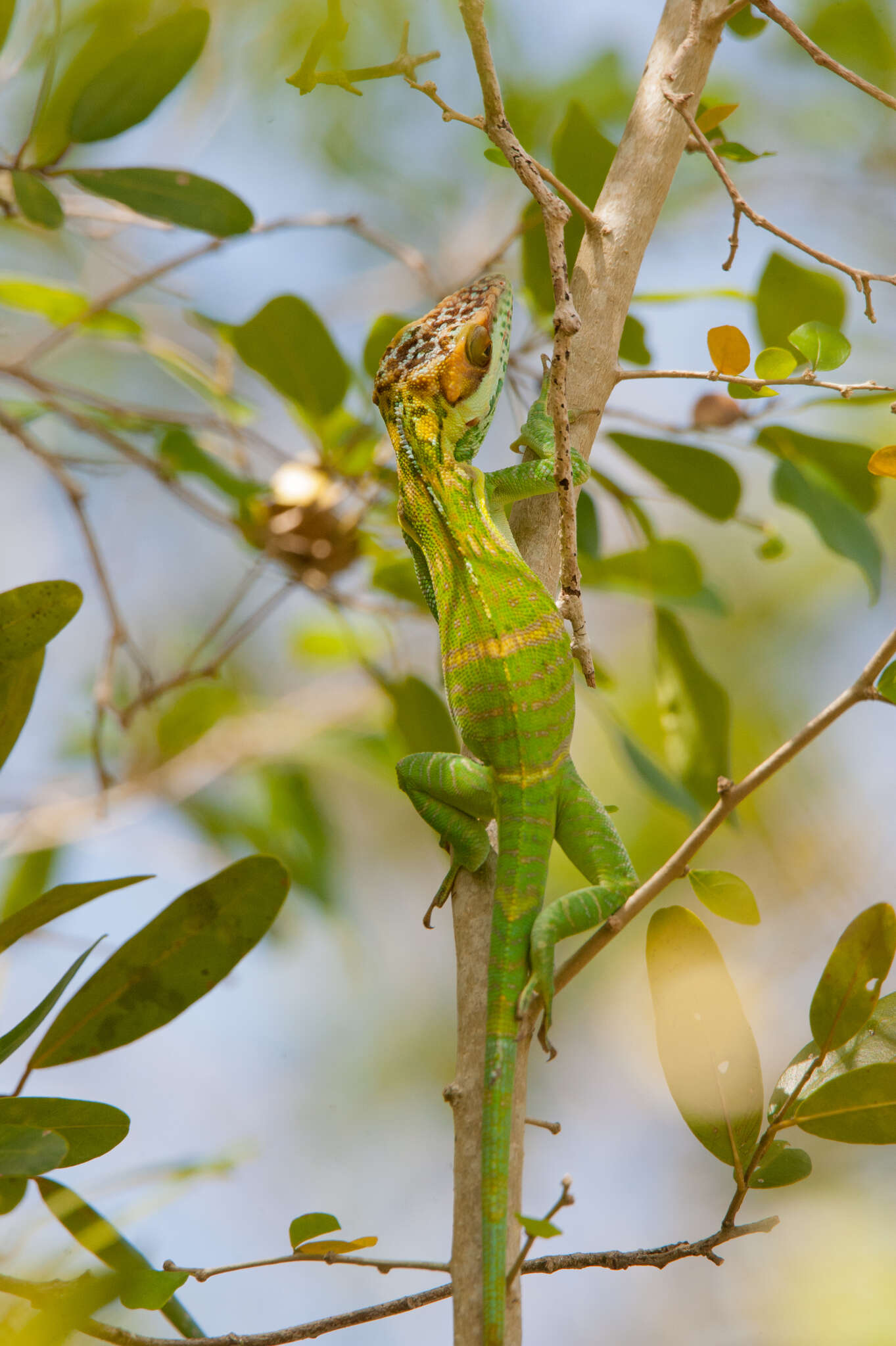 Imagem de Anolis smallwoodi Schwartz 1964