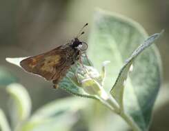 Atalopedes campestris Boisduval 1852 resmi