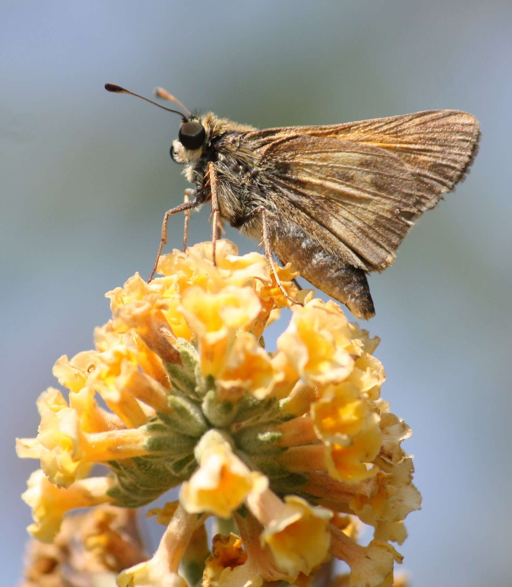 Atalopedes campestris Boisduval 1852 resmi