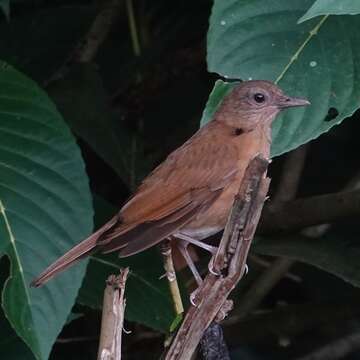 Image of Cocoa Thrush