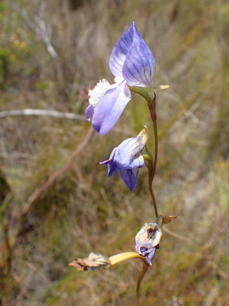 Image de Disa venusta Bolus