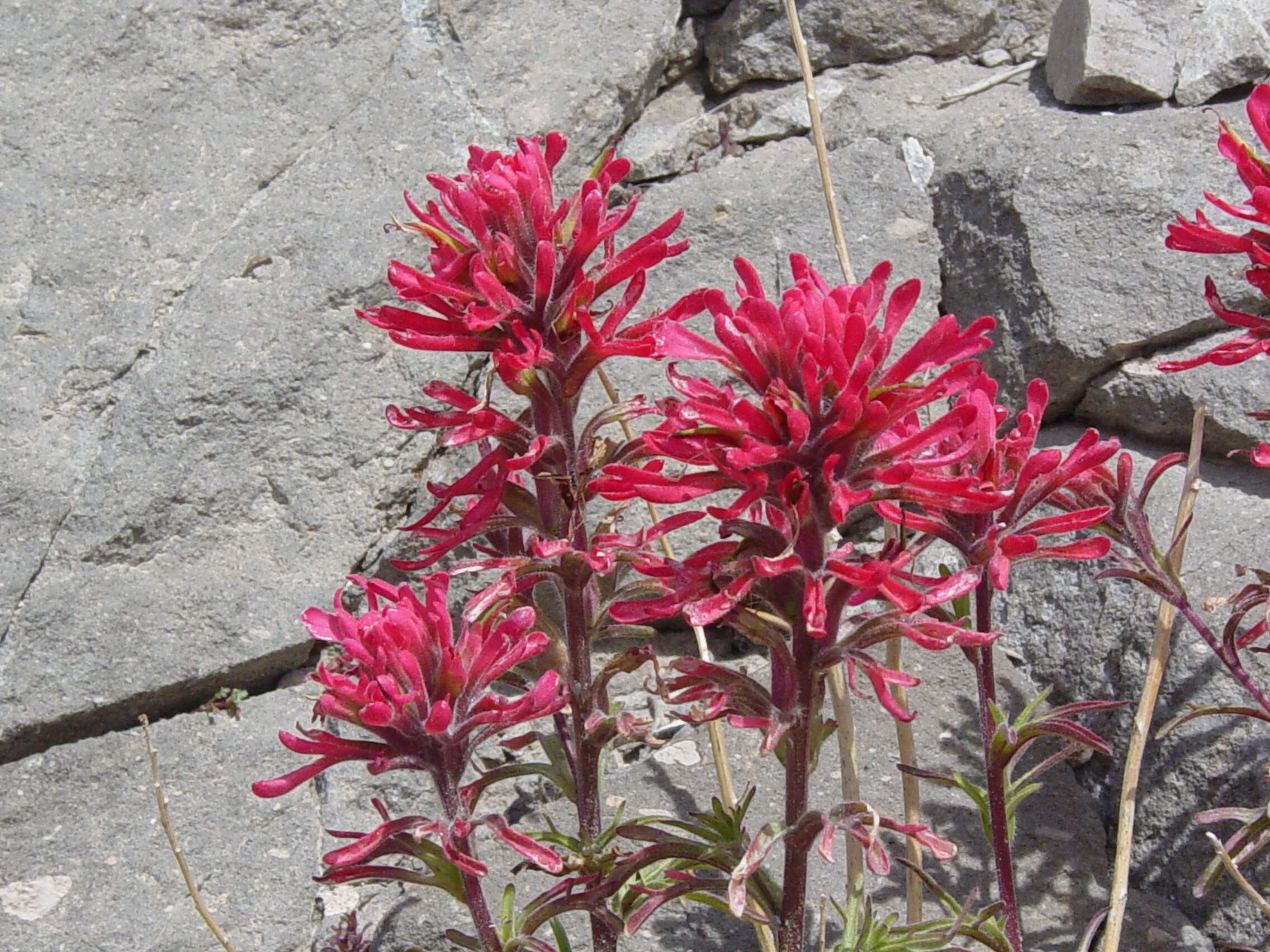 Image of Wyoming Indian paintbrush