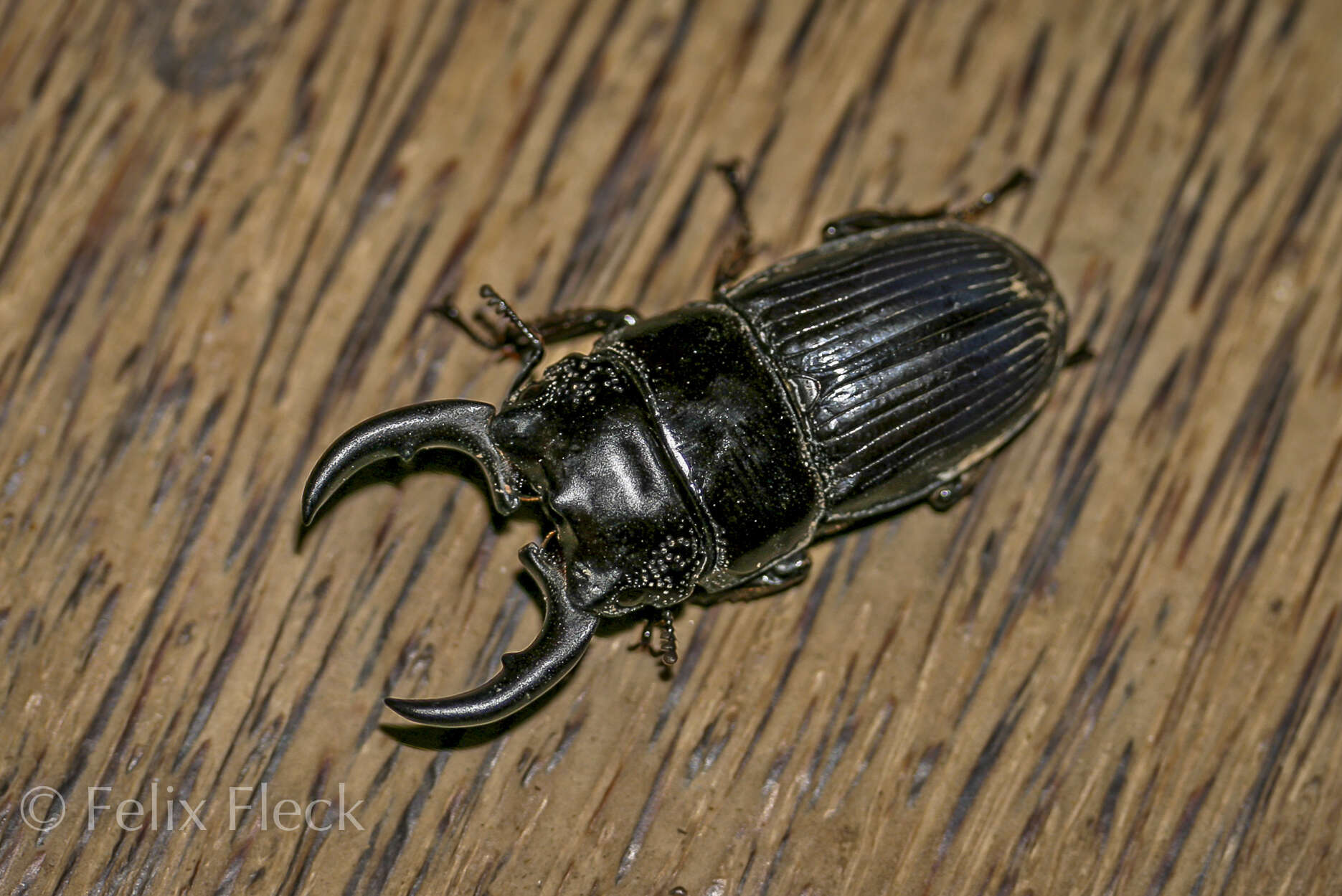 Imagem de Aegus chelifer nitidus Boileau 1899