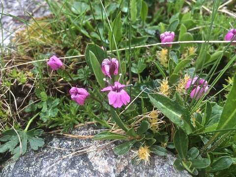 Image of moss campion