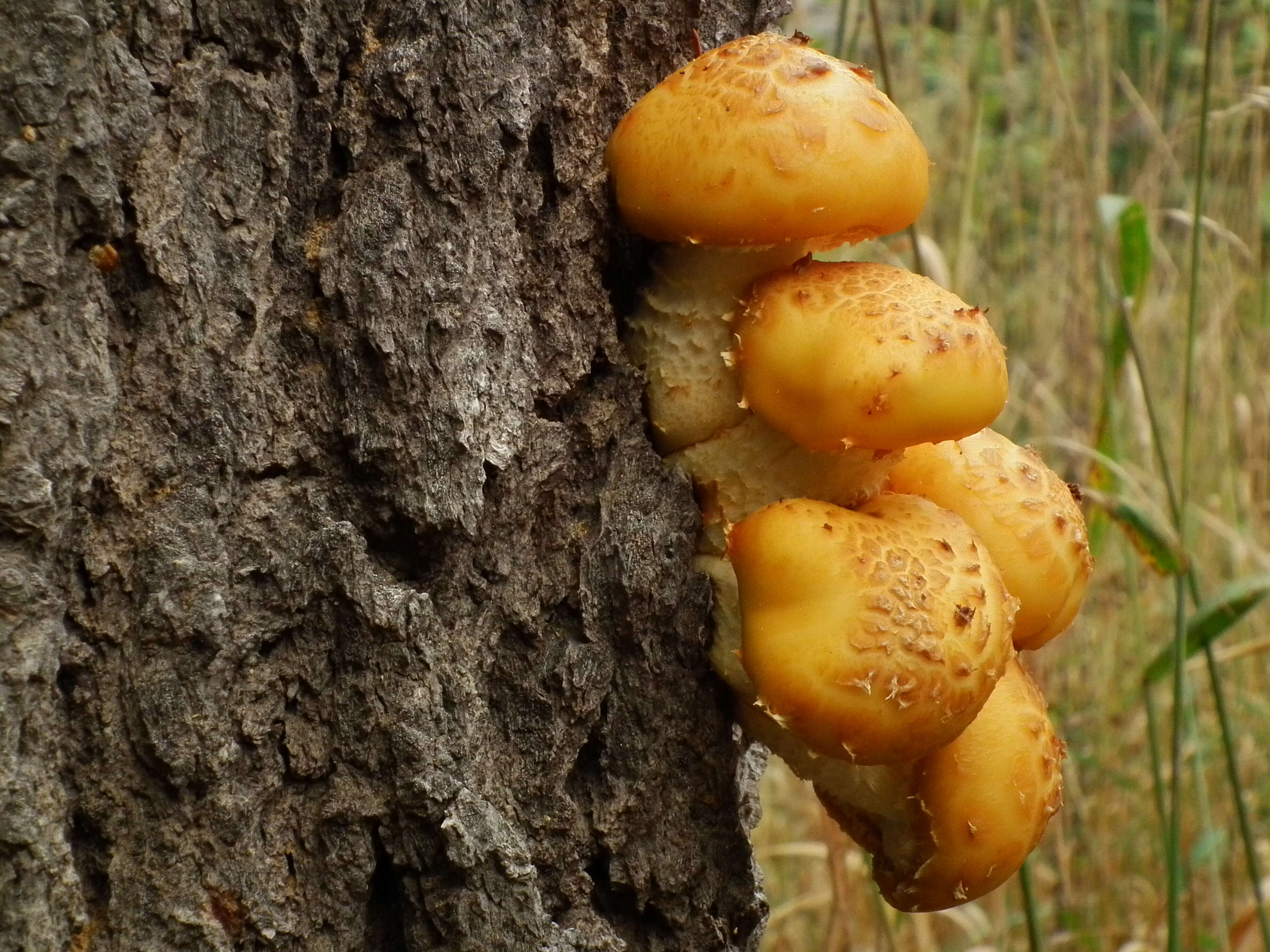 Plancia ëd Pholiota aurivella (Batsch) P. Kumm. 1871