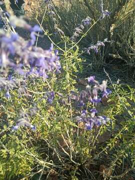 Image of <i>Salvia abrotanoides</i>