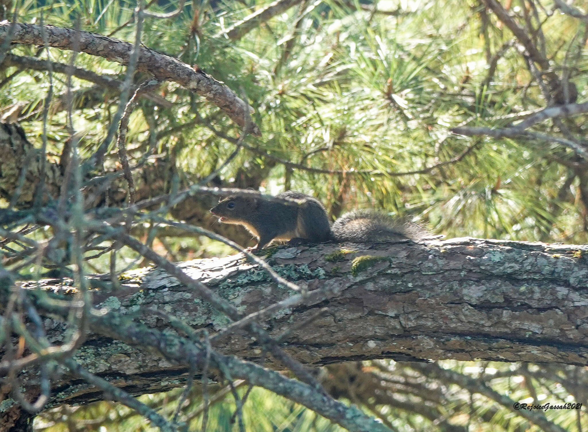 Image of Orange-bellied Himalayan Squirrel