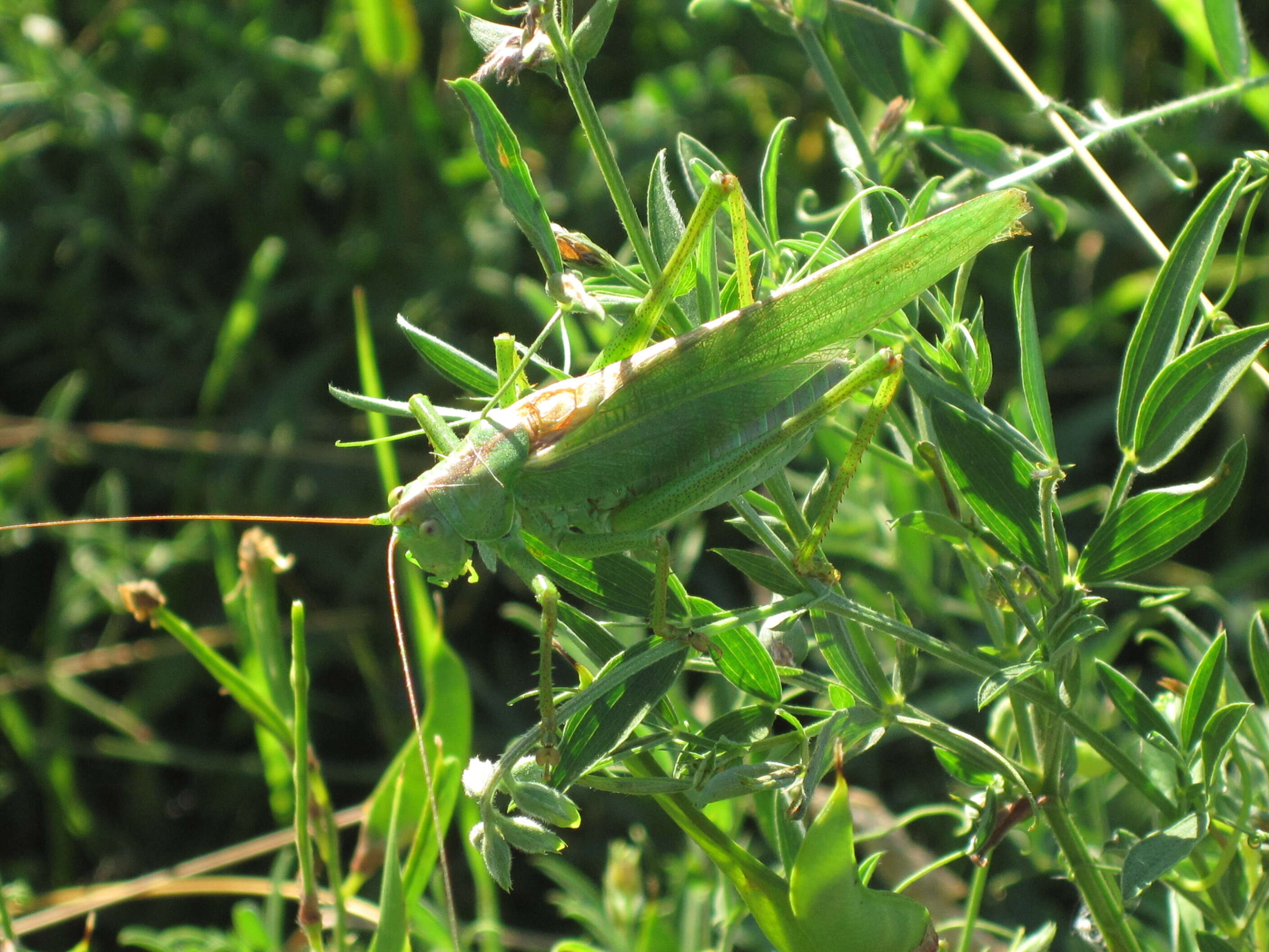 Image de grande sauterelle verte