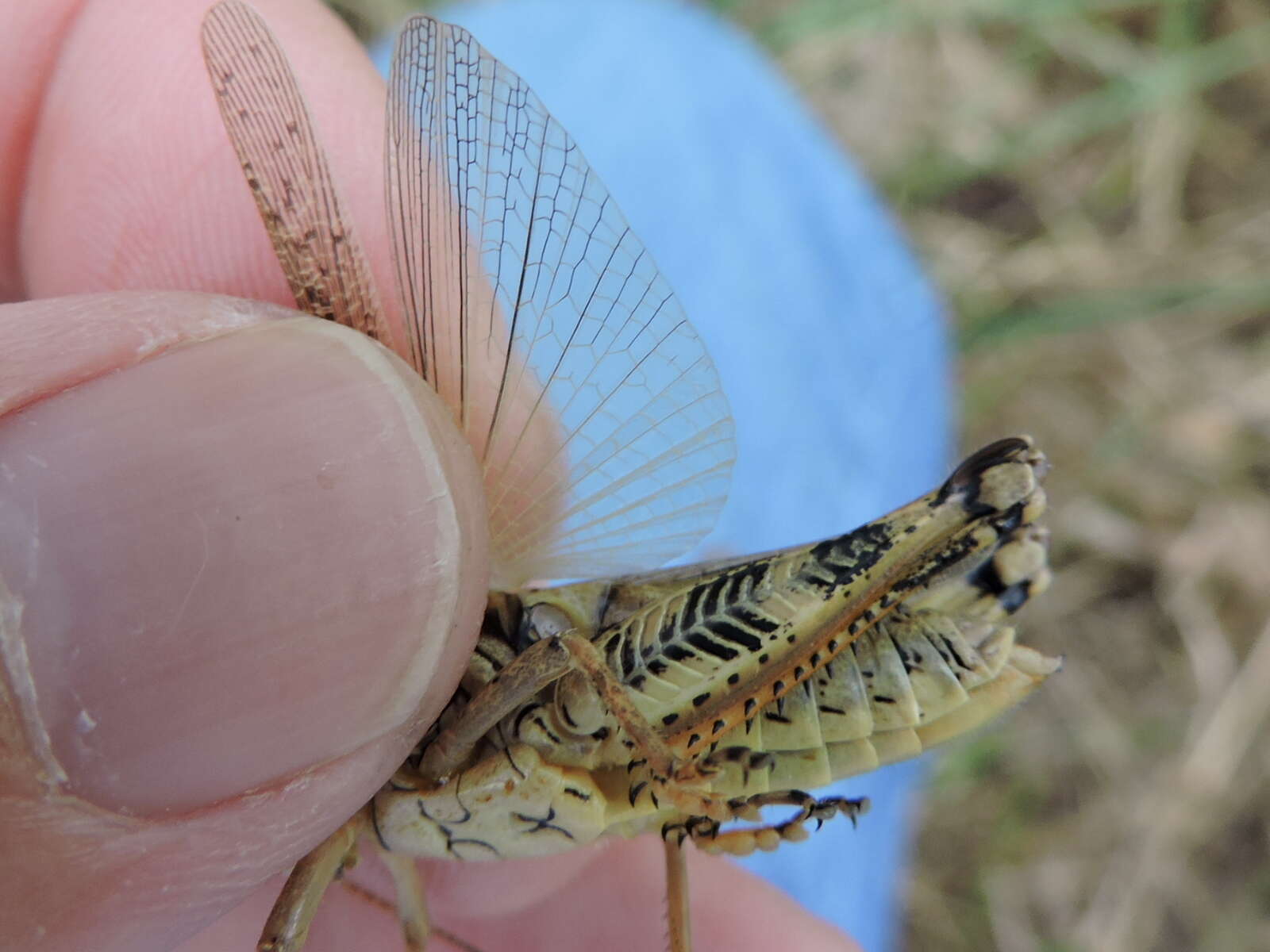 Melanoplus ponderosus (Scudder & S. H. 1875)的圖片