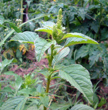 Image of redroot amaranth