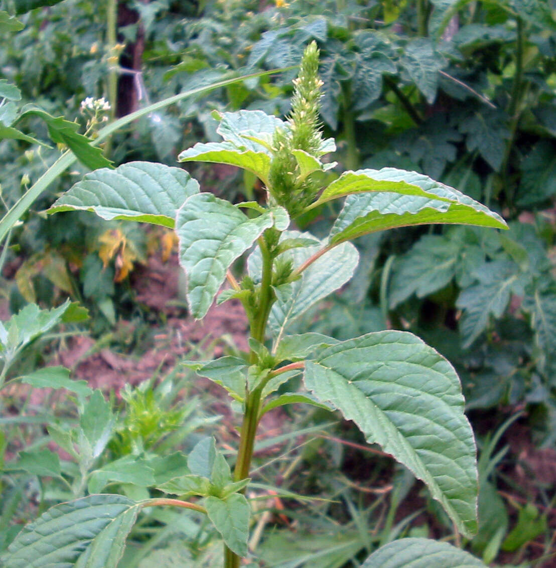 Image of redroot amaranth