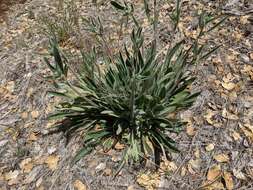 Image of imbricate phacelia