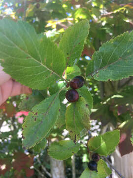 Image of Suksdorf's Hawthorn