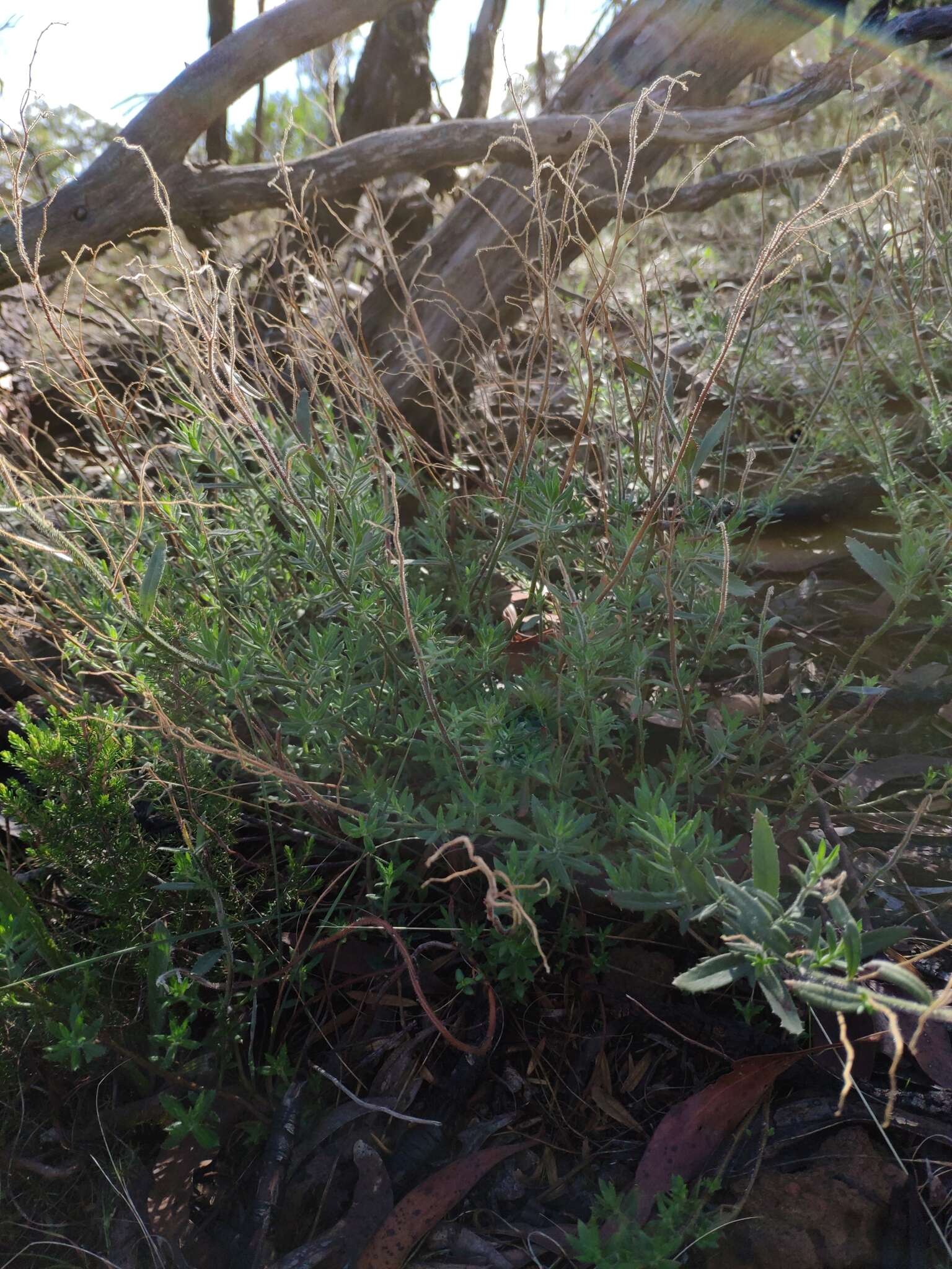 Image of Gonocarpus elatus (A. Cunn. ex Fenzl) Orchard