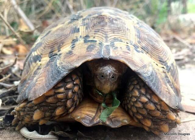 Image of Lobatse Hingeback Tortoise