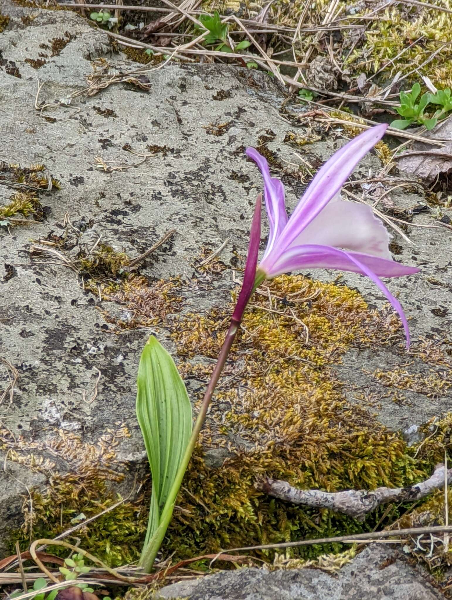 Pleione formosana Hayata resmi