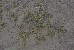 Image of Panarctic Water-Crowfoot