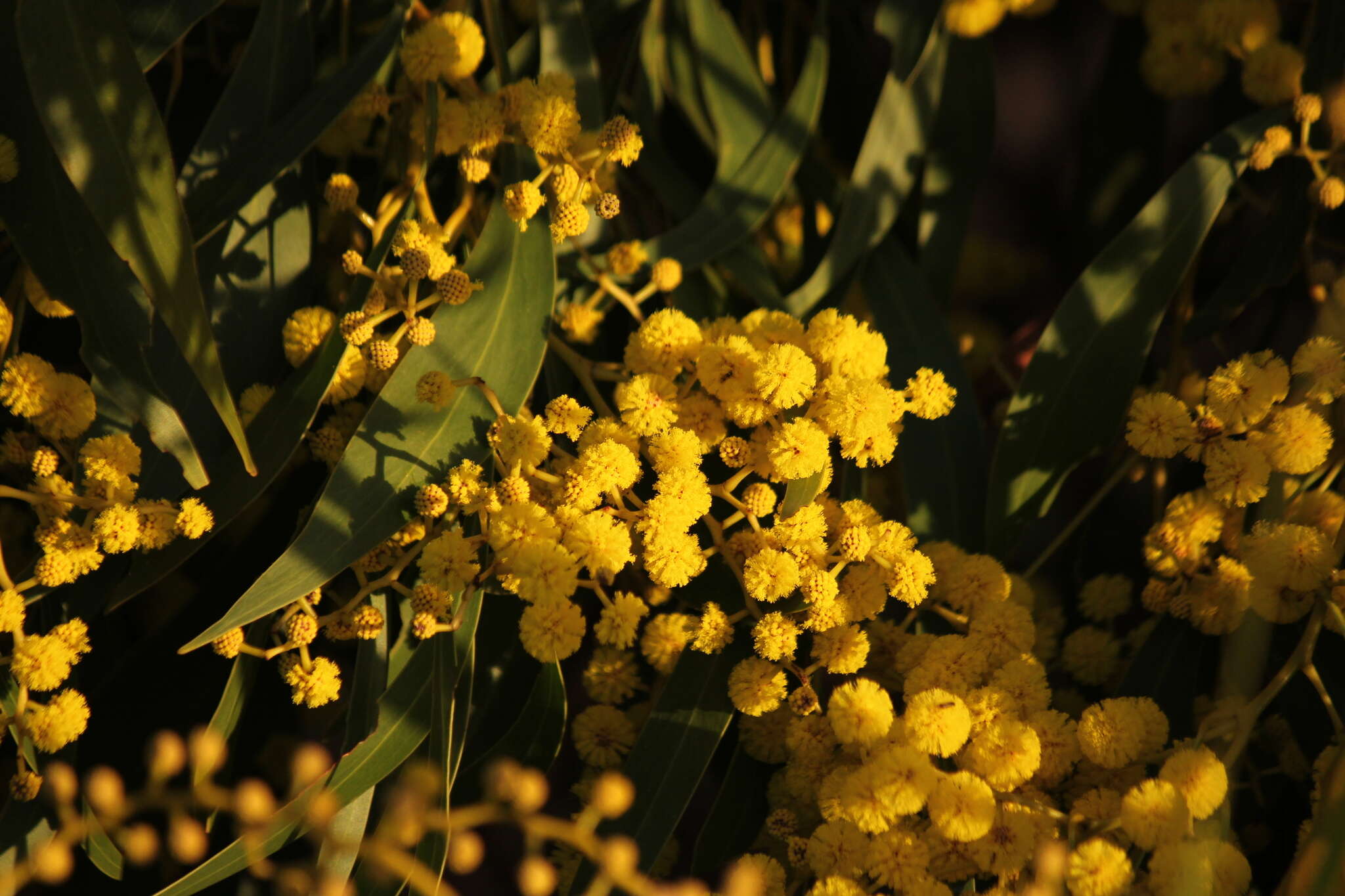 Sivun Acacia pycnantha Benth. kuva