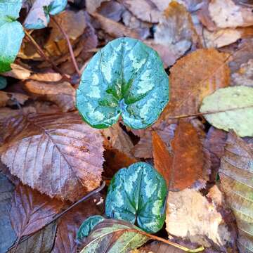 Image of Cyclamen coum subsp. caucasicum (C. Koch) O. Schwarz