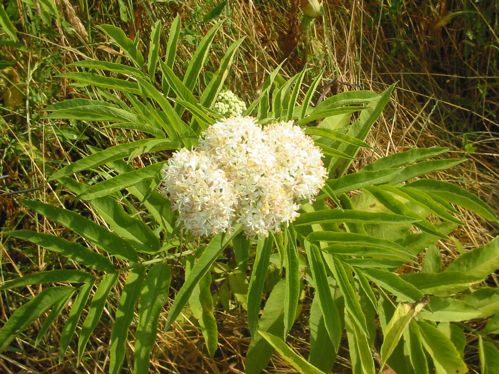 Imagem de Sambucus ebulus L.