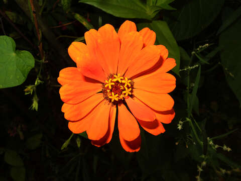 Image of ELEGANT ZINNIA