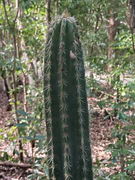 Imagem de Pilosocereus robinii (Lem.) Byles & G. D. Rowley