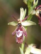 Image of ophrys