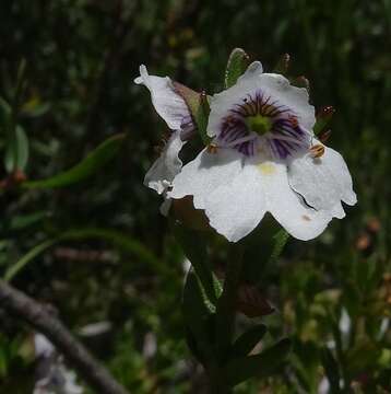 Image of Prostanthera saxicola R. Br.