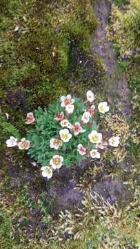 Plancia ëd Saxifraga cespitosa L.