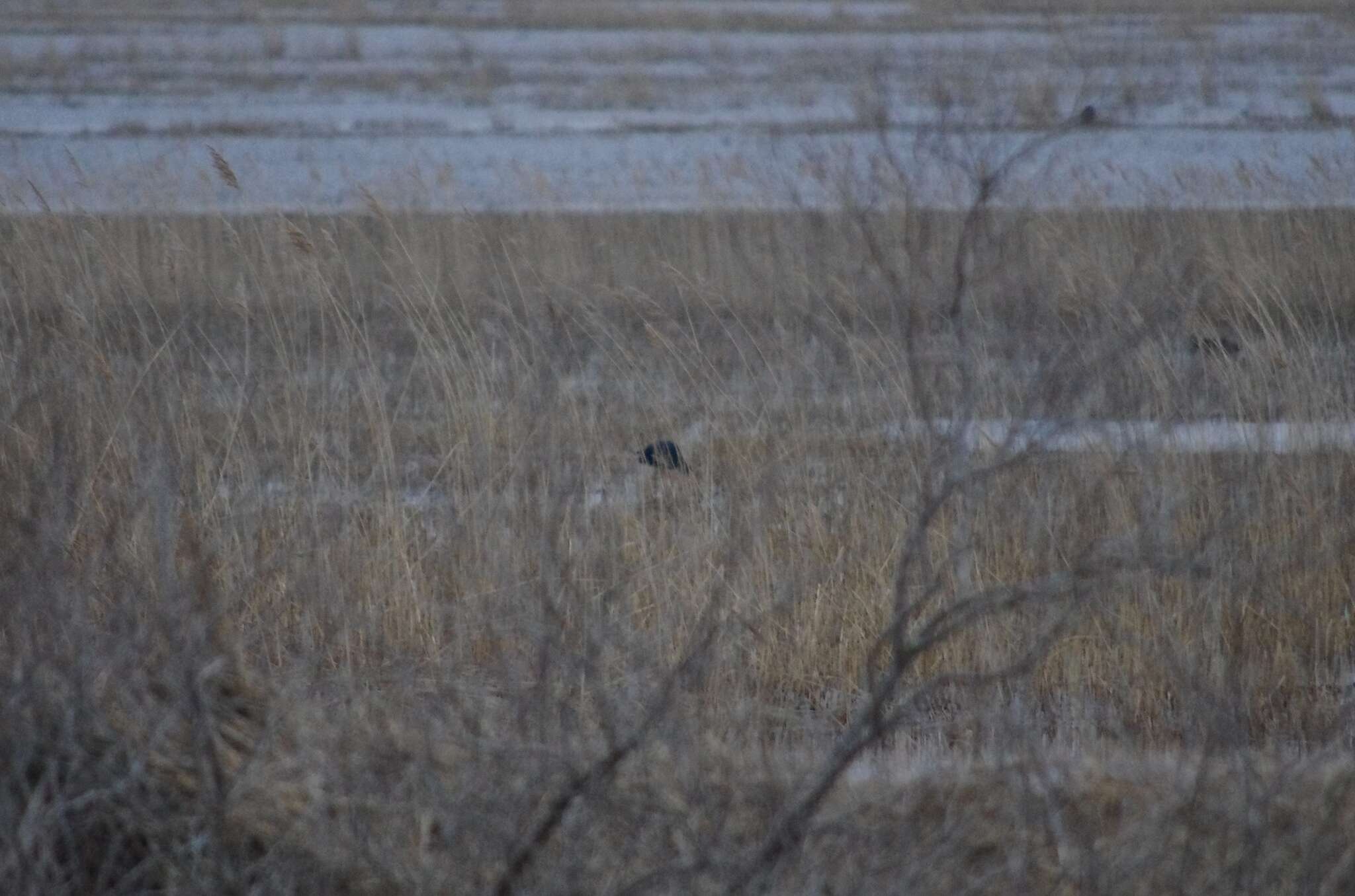 Image of Purple Swamphen