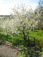 Image of gean, wild cherry