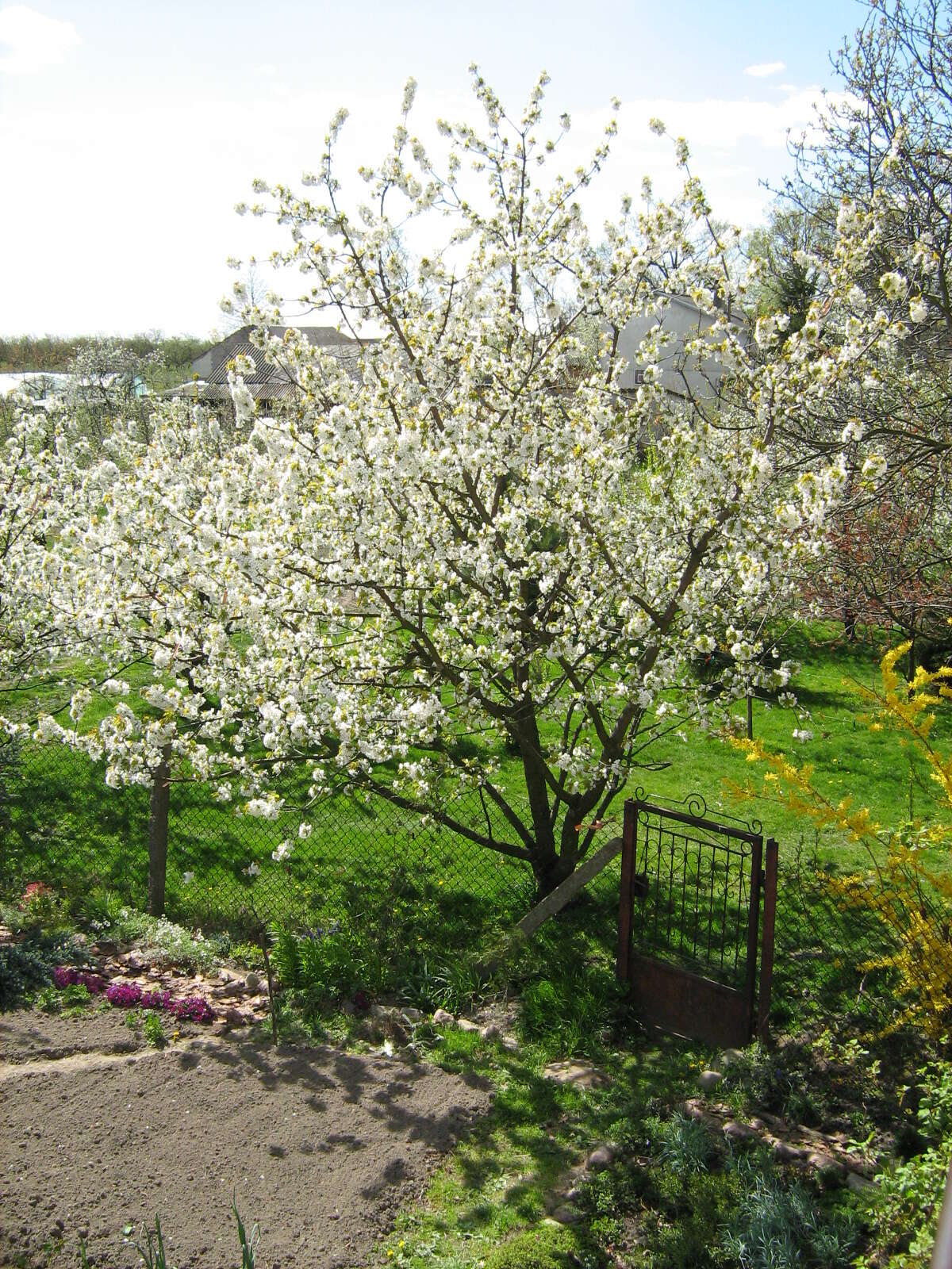 Image of gean, wild cherry