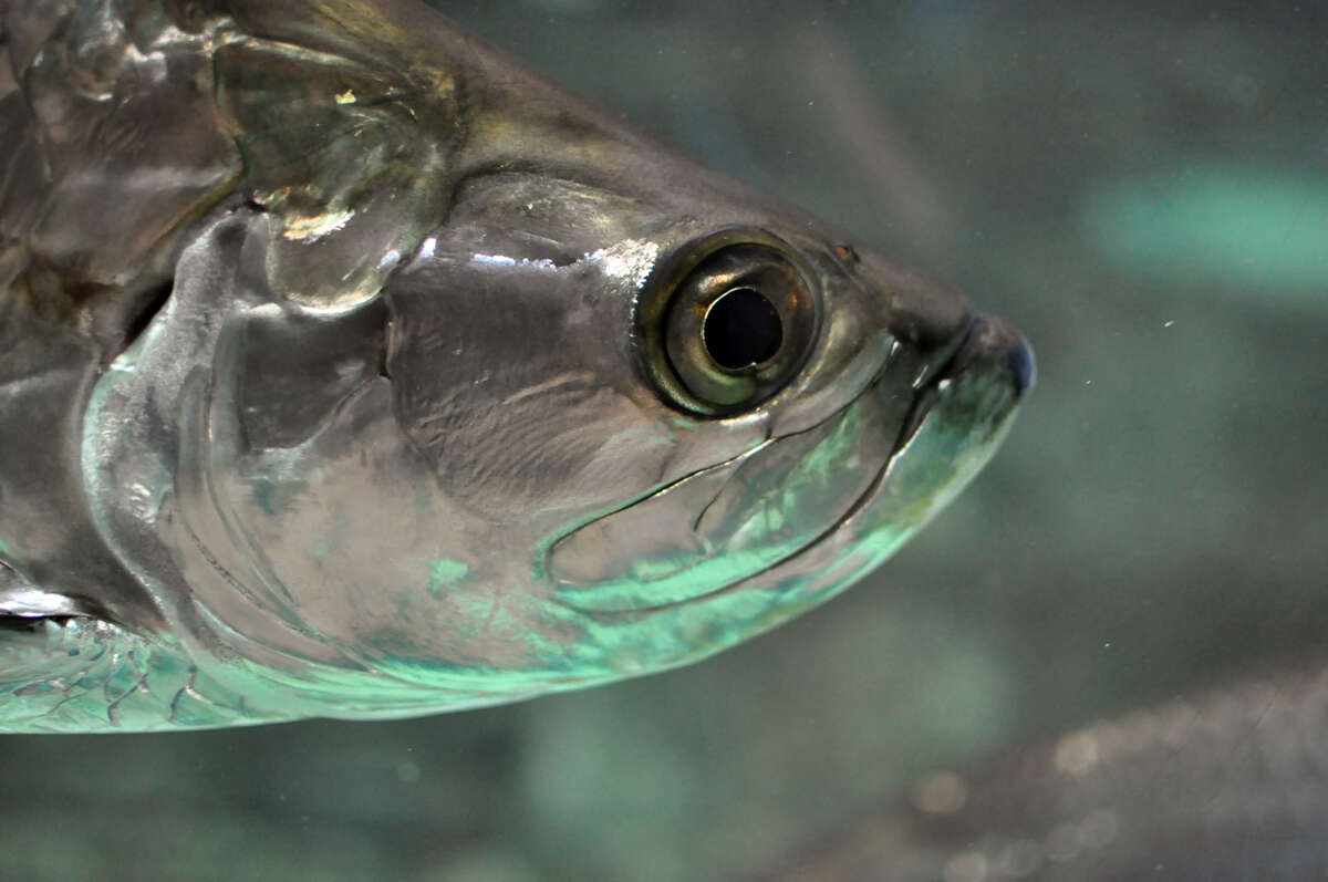 Слика од Megalopidae