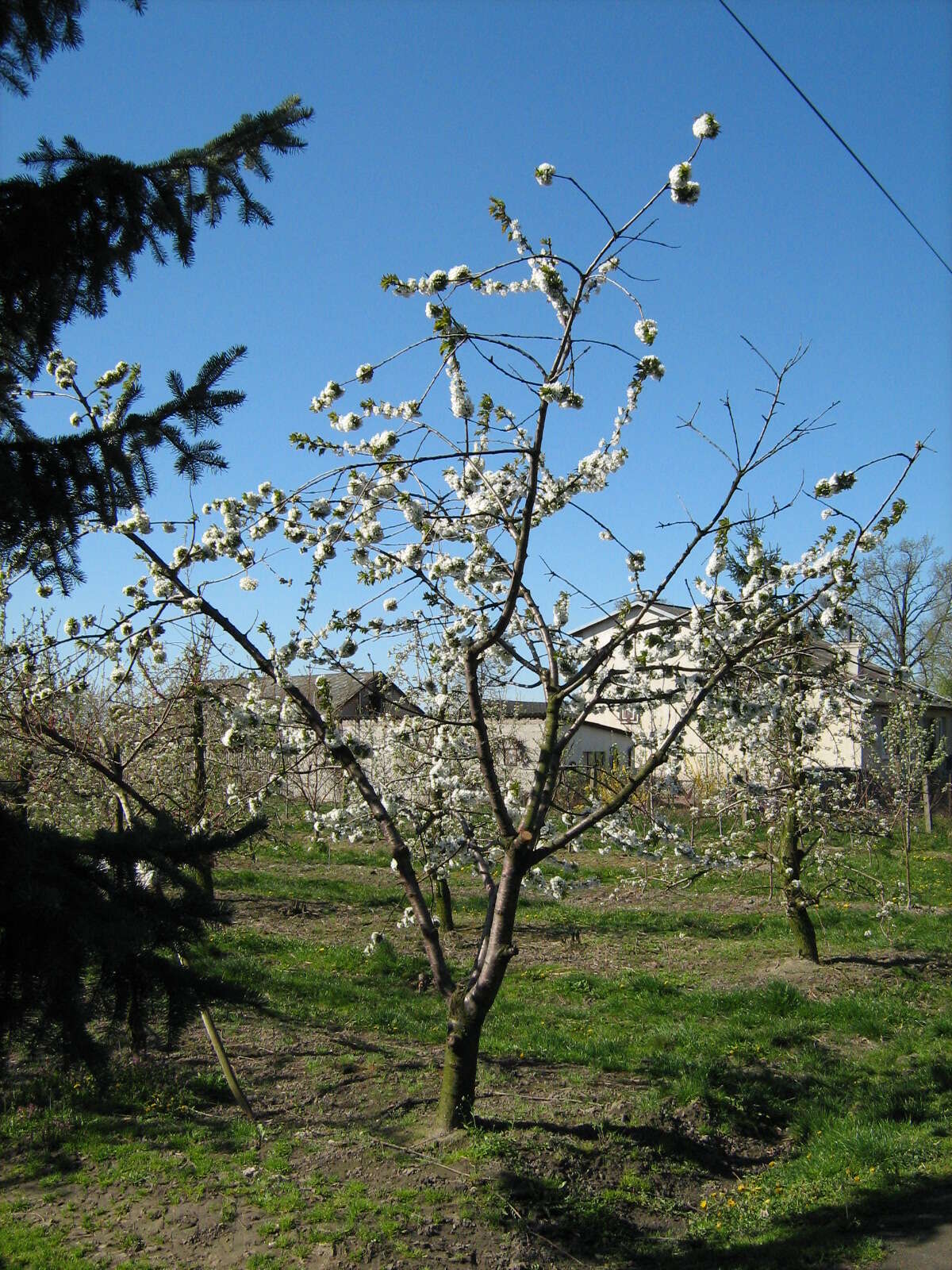 Image of gean, wild cherry